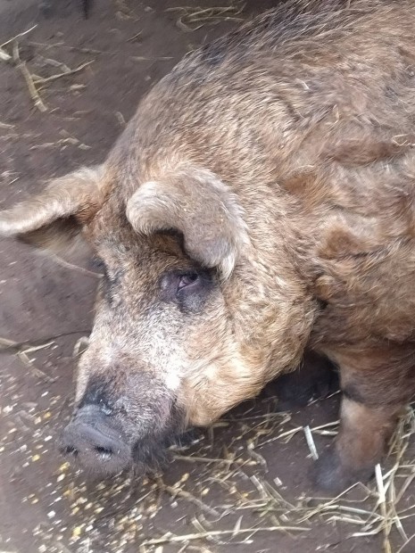 Mangalica kan elad