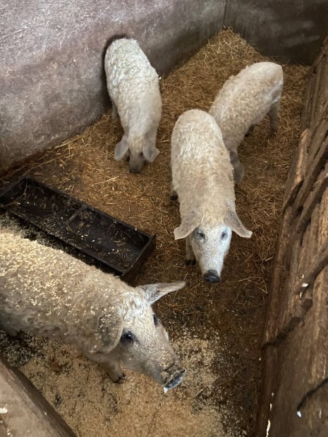 Mangalica kan s koca sldk eladk