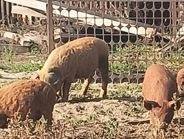 Mangalica kan malacok ! 