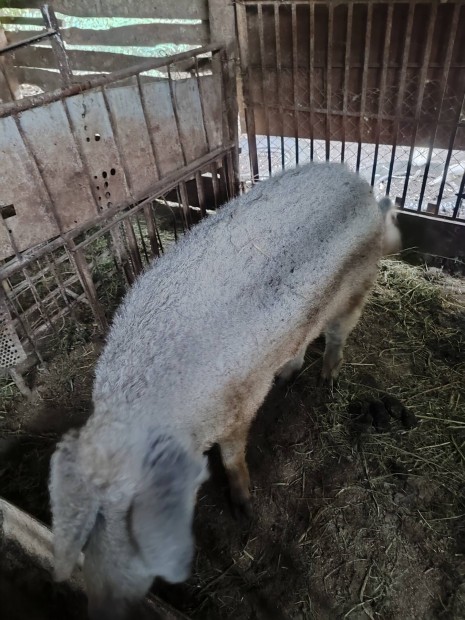 Mangalica kanok eladk vagy cserlhetk