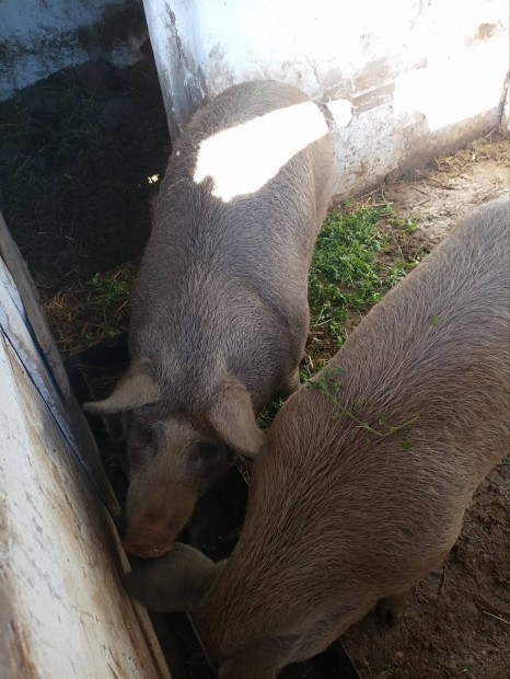 Mangalica keverk hz elad.