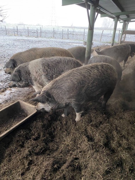 Mangalica keverk hzk