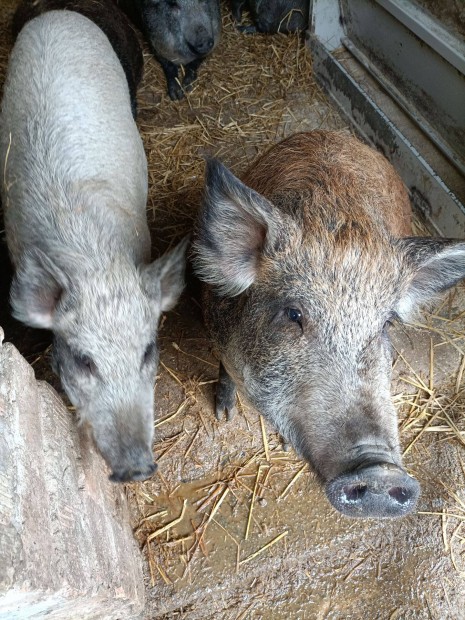 Mangalica keverkek eladk