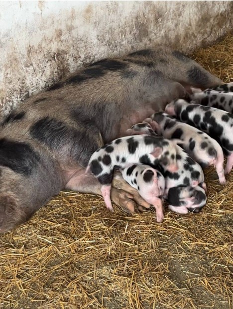 Mangalica kismalac elad