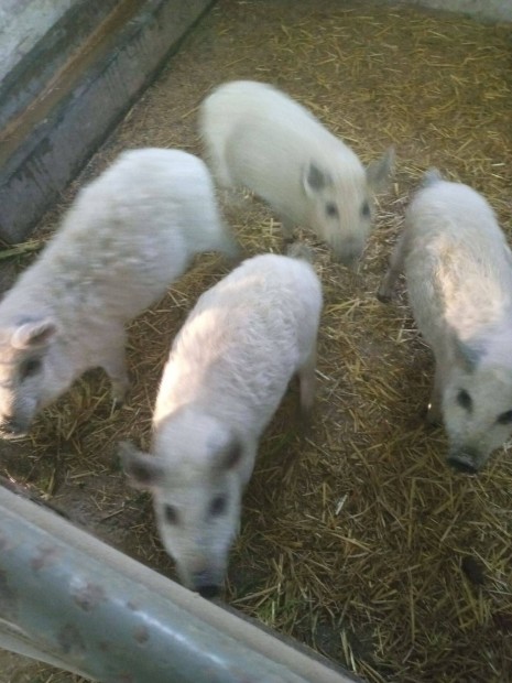 Mangalica kismalacok