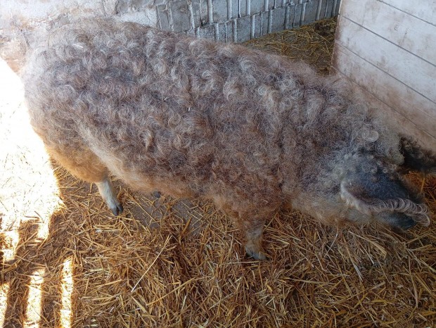 Mangalica koca, 170kg