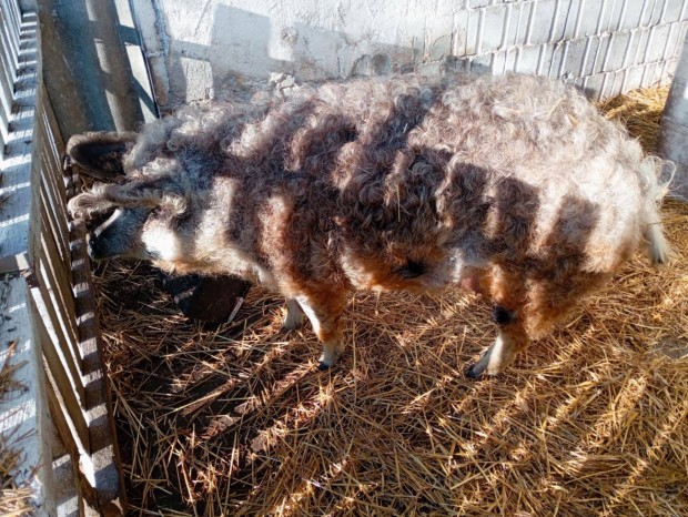 Mangalica koca, 1 ves