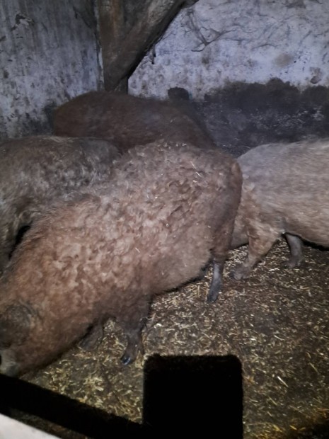 Mangalica koca!