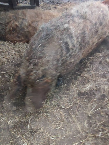 Mangalica koca 