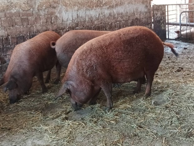 Mangalica koca 