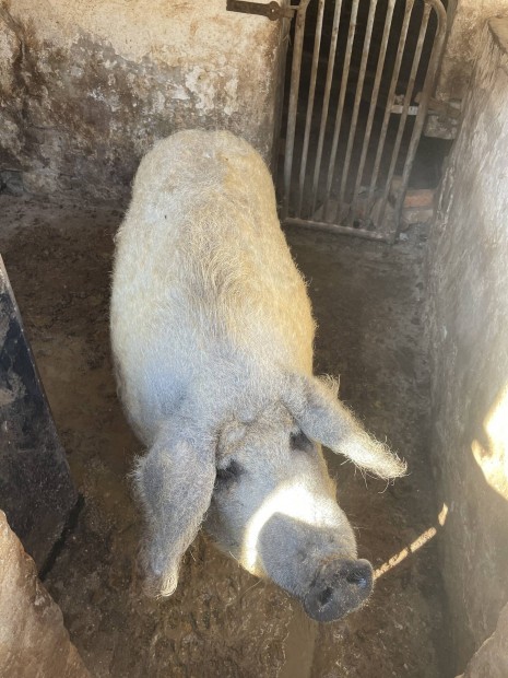 Mangalica koca elad!