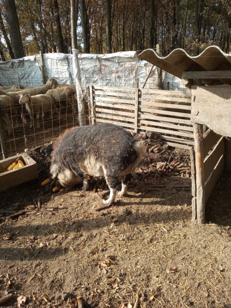 Mangalica koca elad!