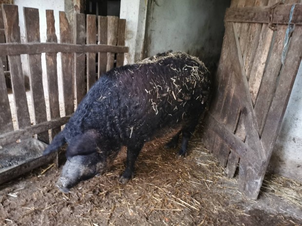 Mangalica koca elad! 