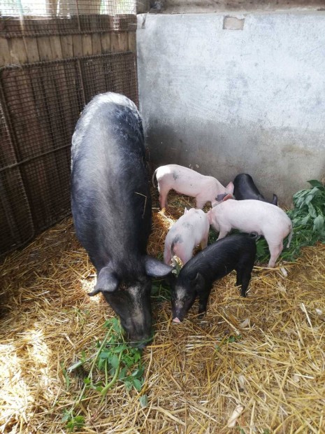 Mangalica koca s 5 hetes malacok 