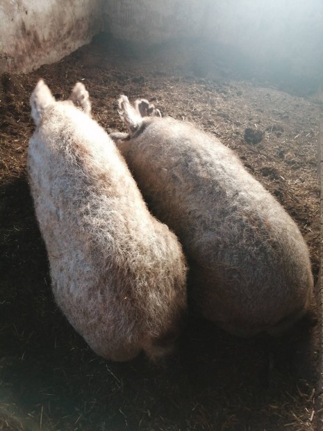 Mangalica kock eladk