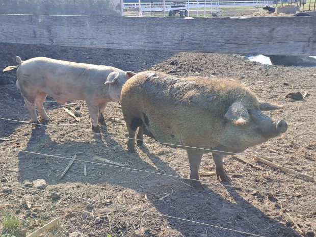 Mangalica kock eladk.