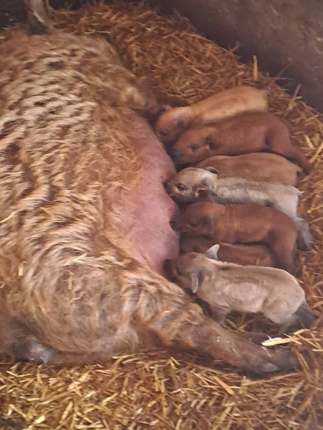 Mangalica kock malacokal.