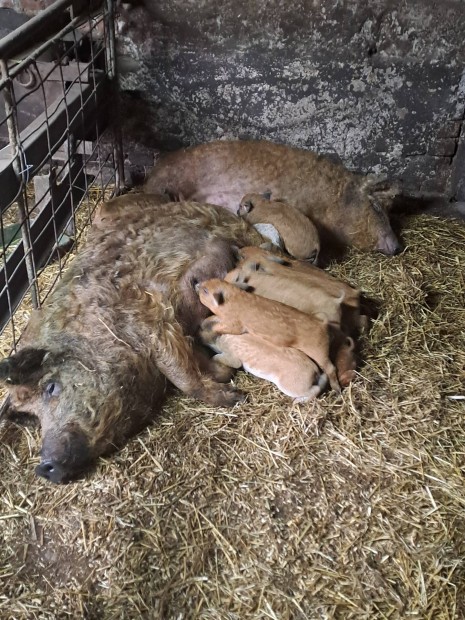 Mangalica kock malacokkal!