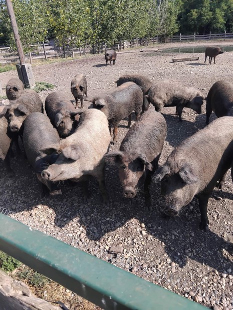 Mangalica kltzne!