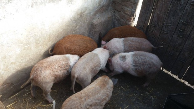 Mangalica laply malacok