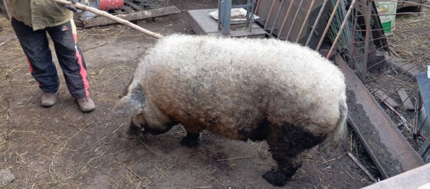 Mangalica malac