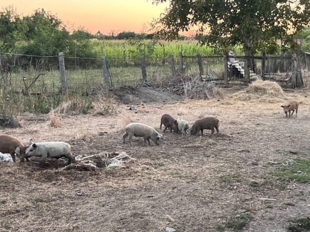 Mangalica malac