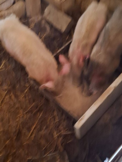 Mangalica malac
