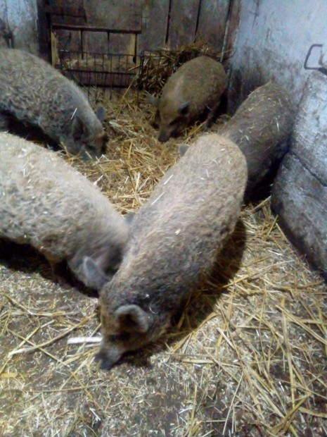 Mangalica malac