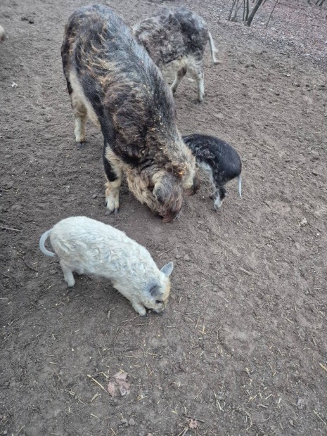 Mangalica malac