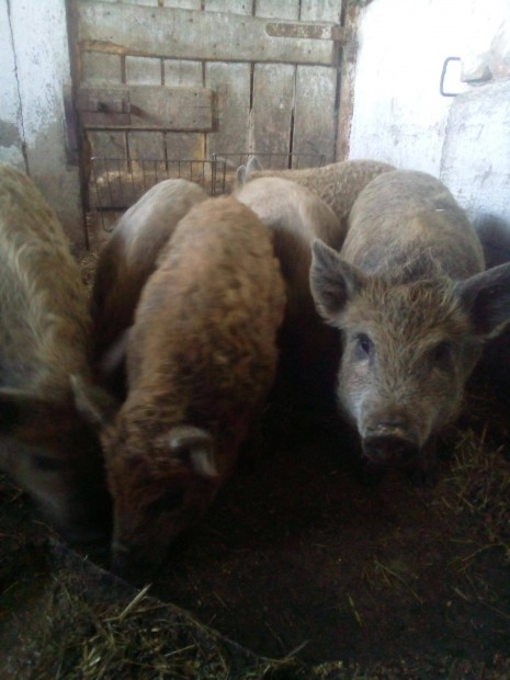 Mangalica malac