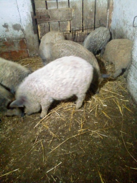 Mangalica malac