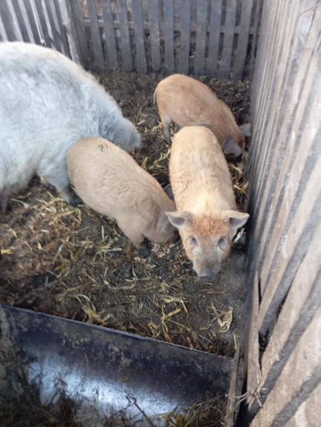 Mangalica malac