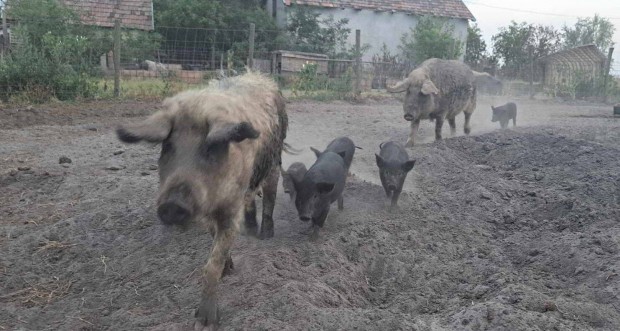 Mangalica malac