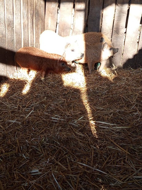 Mangalica malac