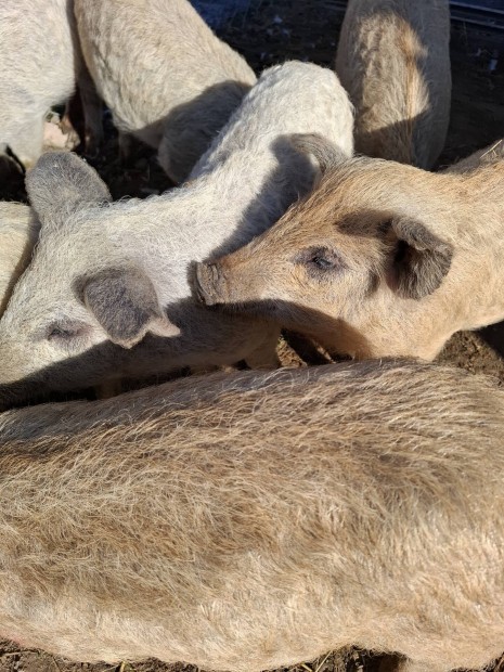 Mangalica malac 