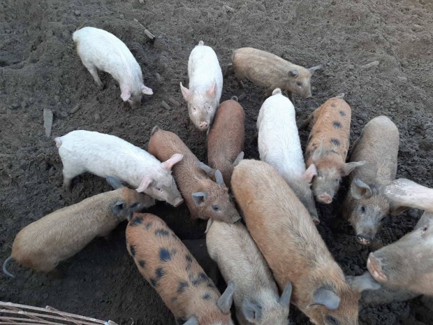 Mangalica malac, flserts elad