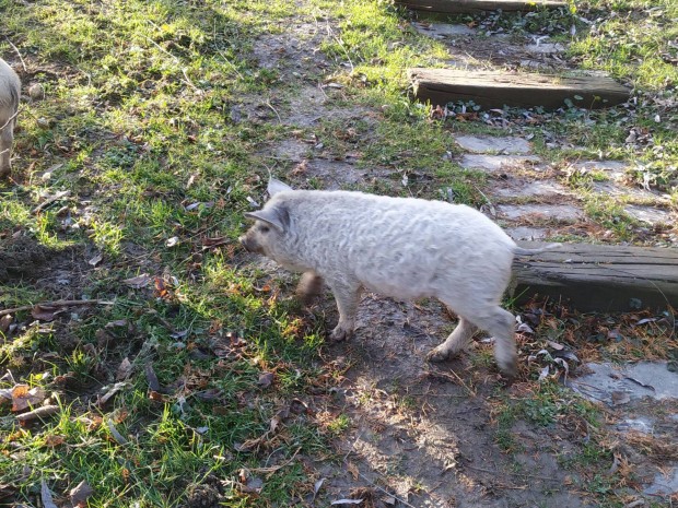 Mangalica malac, szabadon tartott