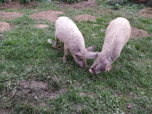 Mangalica malac, szabadon tartott