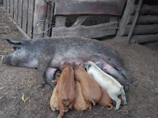 Mangalica malac elad