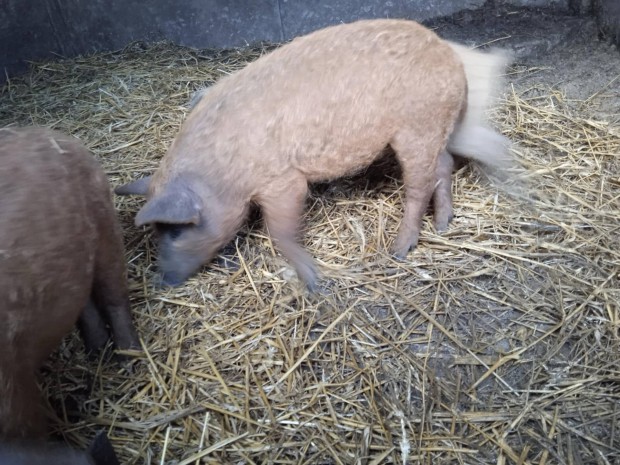 Mangalica malac elad Grdony