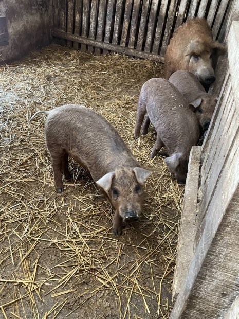 Mangalica malac elad 