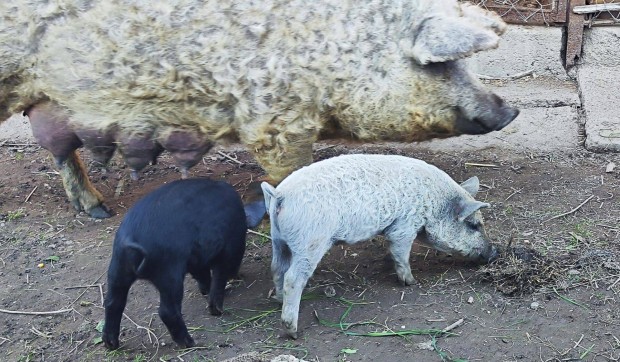 Mangalica malac elrhet