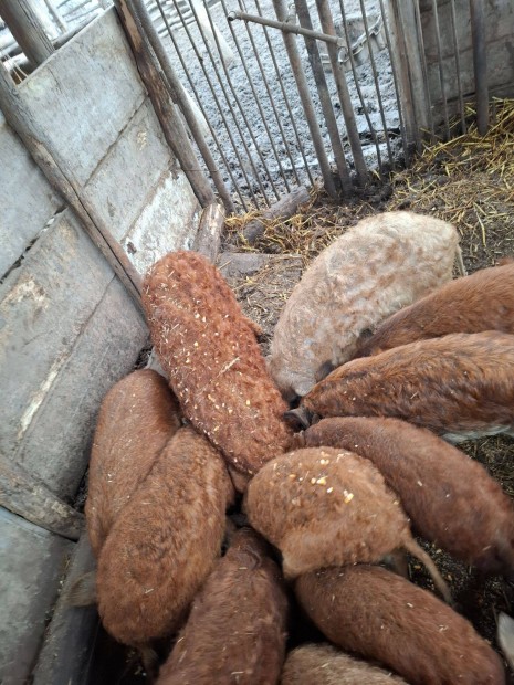 Mangalica malac s sld