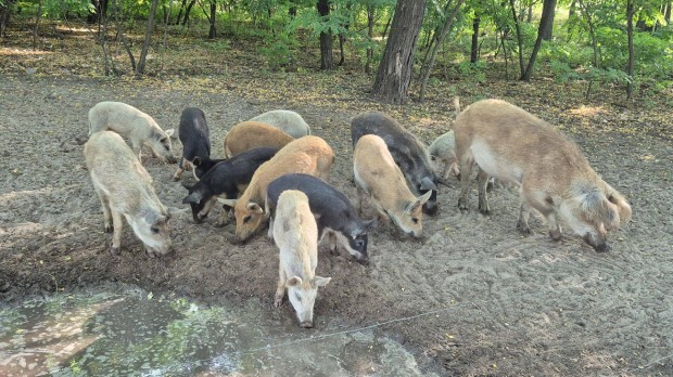 Mangalica malac sld