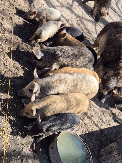 Mangalica malac sld