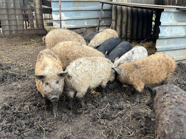 Mangalica malac sld ea. stermeltl.szlltsban segtek. Sifok