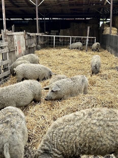 Mangalica malac sld hz elad