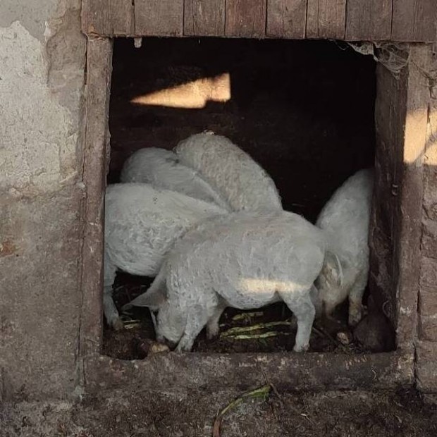 Mangalica malac sld serts elad