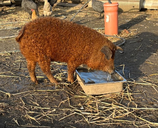 Mangalica malacok