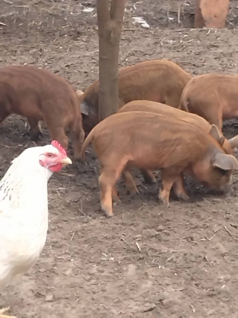 Mangalica malacok
